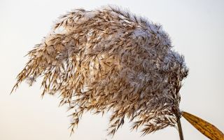 Ang paggamit ng mga reed panicle sa katutubong gamot: mga nakapagpapagaling na katangian, kontraindiksyon, larawan