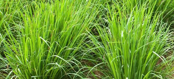 Lemongrass: durant l’embaràs, la lactància materna, beneficis i perjudicis