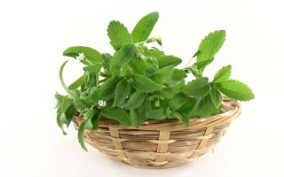 Substitut del sucre de Stevia: beneficis i perjudicis, propietats i contraindicacions