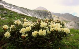 Baltais rododendrs (kaukāzietis): foto ar aprakstu, noderīgas īpašības