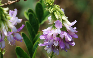 Grue goat's rue (galega) mula sa diabetes mellitus: paggamit ng gamot, mga kontraindiksyon, kung paano uminom, larawan