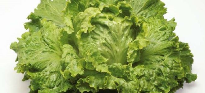 Lechuga: beneficios y daños, cómo conservarla durante el invierno.