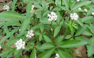 Ginseng: beneficis i perjudicis, foto i descripció