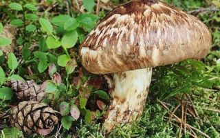 Гъби Matsutake (петниста рядовка): полезни свойства, рецепти за тинктура