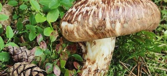 Grzyby Matsutake (cętkowana ryadovka): użyteczne właściwości, przepisy na nalewki