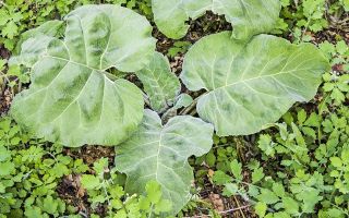 Ang mga benepisyo at pinsala ng burdock, ginagamit sa tradisyunal na gamot