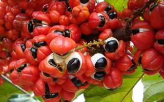 Guarana'nın Faydaları