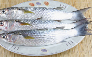 Maltas zivis: ieguvumi un kaitējums, ķīmiskais sastāvs, kaloriju saturs, foto