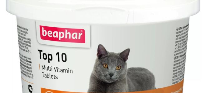 Vitamine lichide pentru pisici: ceea ce este mai bun, compoziție, tipuri, recenzii ale medicilor veterinari