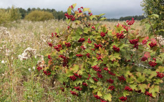 A viburnum levelek gyógyító tulajdonságai és ellenjavallatok