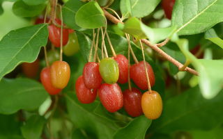 Loch multiflorous (gumi): a bogyók előnyei és ártalmai, egy cserje fényképe