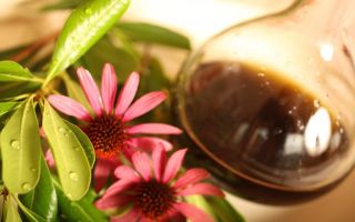 Echinacea tinktúra: összetétel, felnőtt férfiak, nők bevitele