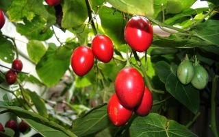 Biešu tsifomandra (tamarillo): ieguvumi un kaitējums, kāds tas ir, foto