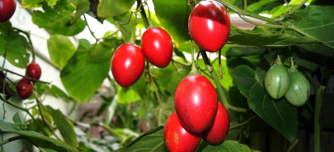 Biešu tsifomandra (tamarillo): ieguvumi un kaitējums, kāds tas ir, foto