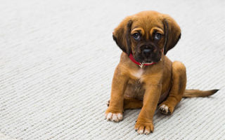 Comment éliminer l'odeur de l'urine de chien d'un tapis, d'un canapé, d'un appartement