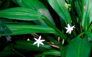 Chlorophytum: noderīgas īpašības, vai jūs varat turēt mājās