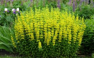 Bazhanovets (loosestrife): gyógyászati ​​tulajdonságok és ellenjavallatok, fotó