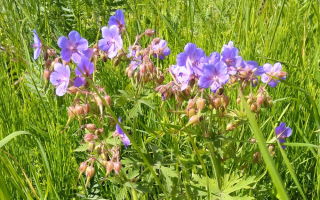 Paglalarawan, mga nakapagpapagaling na katangian at larawan ng meadow crane (geranium)