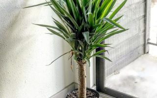 Yucca: derīgās īpašības tur, kur aug dabā