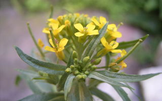 Herba d'icterícia: propietats medicinals, composició i aplicació