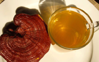 Sēņu lakota ganoderma (reishi): derīgās īpašības un kontrindikācijas