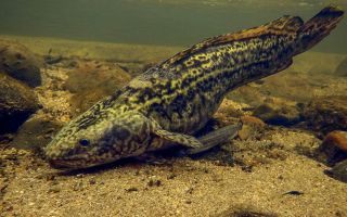 Burbot: hasznos tulajdonságok, hogy néz ki, ellenjavallatok