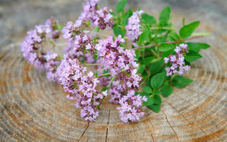 Oregano (oregano): ieguvumi un kaitējums, pielietojums, apraksts, auga fotogrāfija