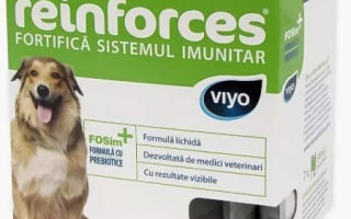 Yaşlı köpekler için vitaminler: en iyilerin değerlendirmesi, yorumlar