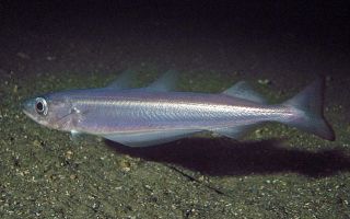 เหตุใด Blue Whiting จึงมีประโยชน์?