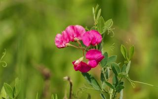 Ķīnas pļava: ieguvumi, izmantošana tautas medicīnā, foto