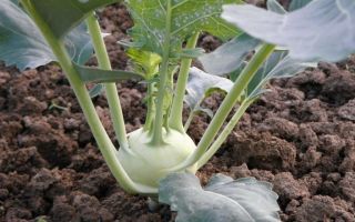 Kohlrabi: hasznos tulajdonságok és ellenjavallatok