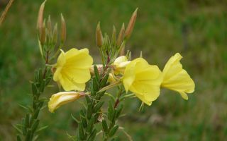 Mga nakapagpapagaling na katangian ng biennial evening primrose plant (panggabing primrose)