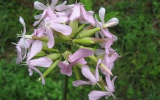 Șaponie medicinală: descriere botanică, proprietăți, fotografie a plantei