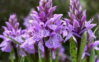 Orchis: zastosowanie w medycynie ludowej, przydatność kobiet i mężczyzn, picie, zdjęcia