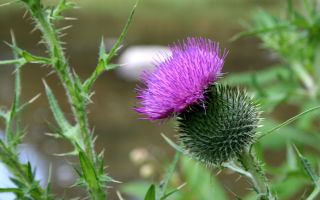 Thistle: larawan ng isang halaman, mga katangian ng gamot, larawan