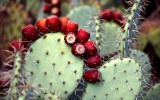 Opuntia kaktuss: ārstnieciskās īpašības un kontrindikācijas, foto