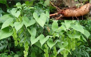 Wild yam: használati utasítás, ellenjavallatok, mellékhatások