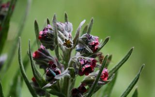 Blackroot officinalis: kur aug, īpašības, pielietojums no pelēm