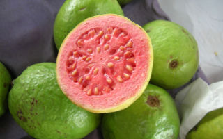 Guava: előnyös és káros a szervezet számára