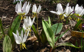 Erythronium (kandyk): gyógyászati ​​tulajdonságok, ellenjavallatok