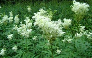 Meadowsweet (meadowsweet): właściwości lecznicze i zastosowanie, przeciwwskazania, co leczy u mężczyzn i kobiet, jak pić