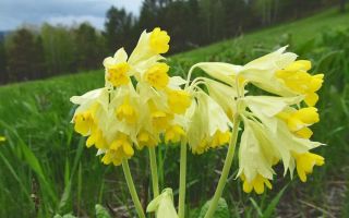 Primrose (primrose) pavasaris: noderīgas īpašības, kontrindikācijas