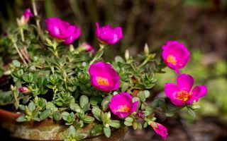 Garden purslane: kapaki-pakinabang na mga pag-aari at contraindications, kung paano kumuha, gamitin sa cosmetology, larawan