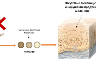 Ce alimente conțin cantități mari de melanină