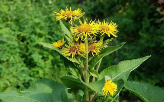 Deviņu spēku (elecampane) ārstnieciskās īpašības un kontrindikācijas