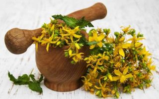 St. John's wort: mga kapaki-pakinabang na katangian, aplikasyon, resipe, paglalarawan at larawan ng halaman