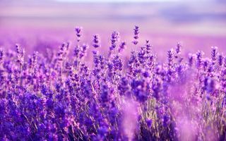 Lavanda: noderīgas un ārstnieciskas īpašības, kontrindikācijas