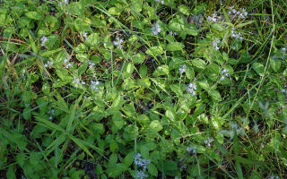 Veronica officinalis: лечебни свойства, противопоказания, приложение, снимка