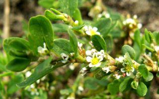 Putnu knotweed (knotweed) derīgās īpašības un izmantošana