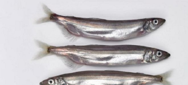 ทำไม capelin จึงมีประโยชน์?